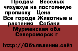 Продам.  Веселых чихуахуа на постоянную прописку › Цена ­ 8 000 - Все города Животные и растения » Собаки   . Мурманская обл.,Североморск г.